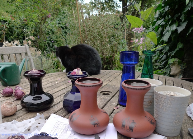 hyacinth vases for forcing