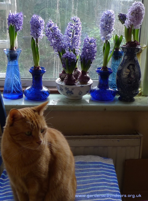 forced hyacinths in hyacinth vases