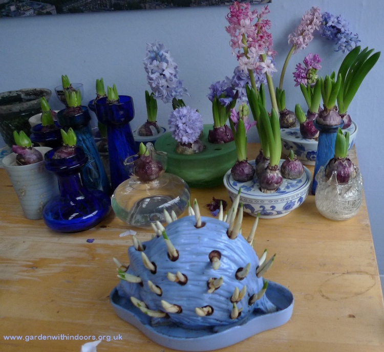 forced hyacinths for Christmas