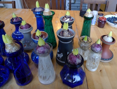 forced hyacinth bulbs in vases