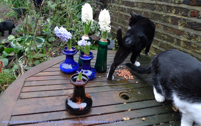 forced hyacinths in hyacinth vase