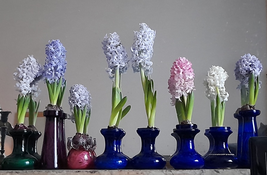 forced hyacinths in hyacinth vases