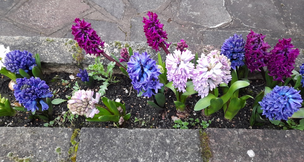 hyacinths