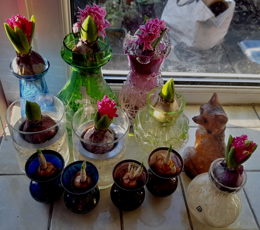hyacinth vases