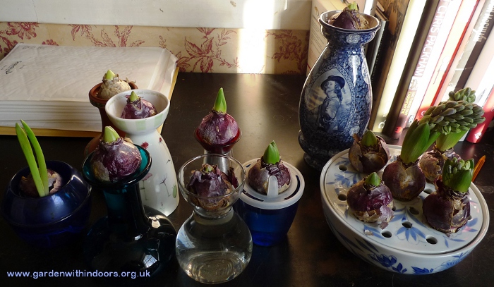 forced hyacinths