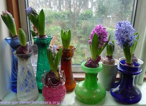 forced hyacinths in hyacinth vases