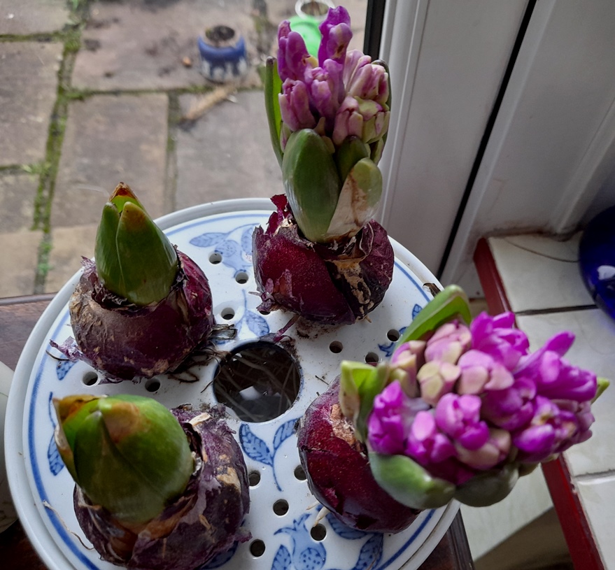 forced hyacinth bulbs in bulb bowl