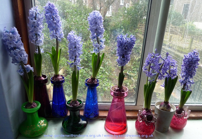 forced hyacinths in hyacinth vases