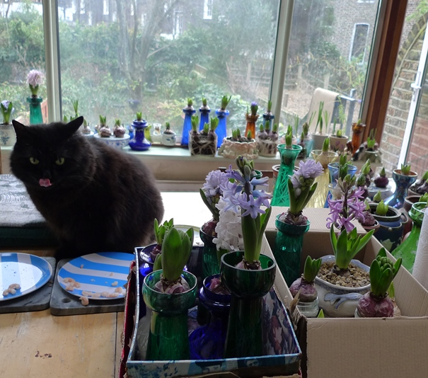 forced hyacinths Christmas day