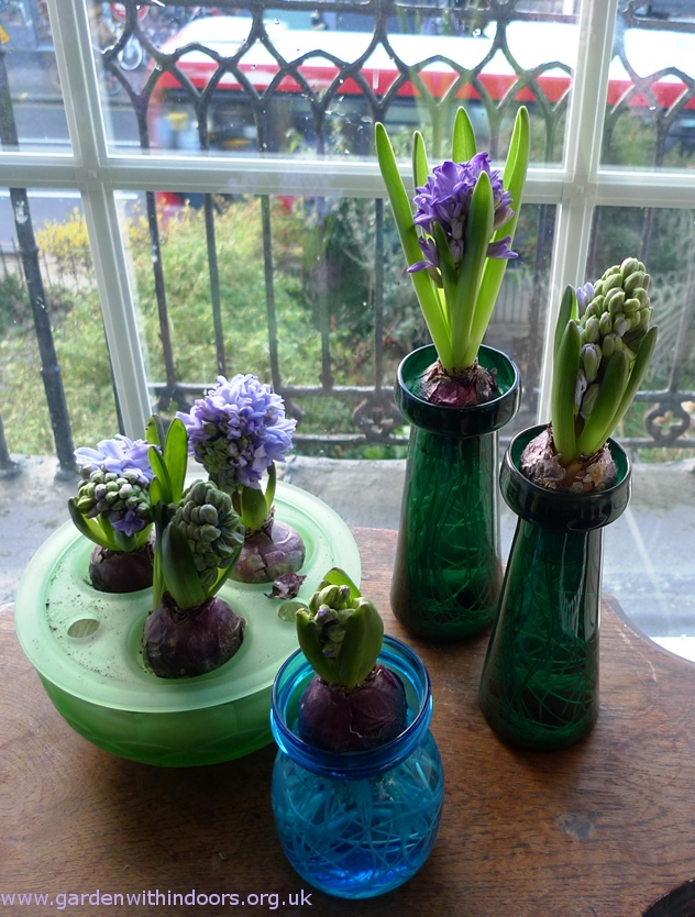 forced hyacinths in hyacinth vases
