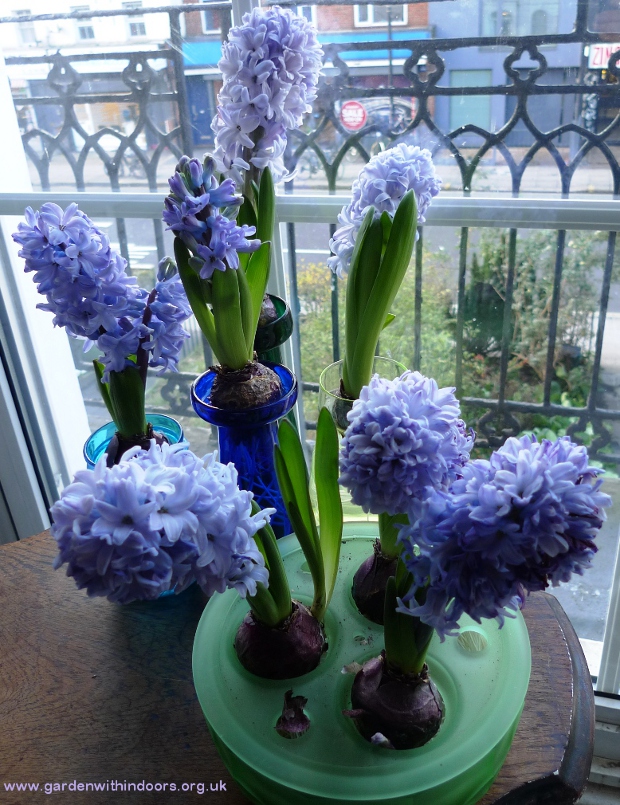 forced hyacinths in hyacinth vases