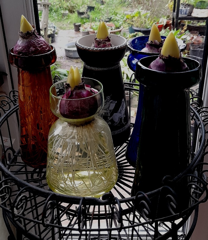 hyacinth vases with hyacinth bulbs