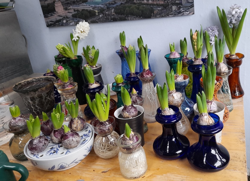 forced hyacinths in hyacinth vases
