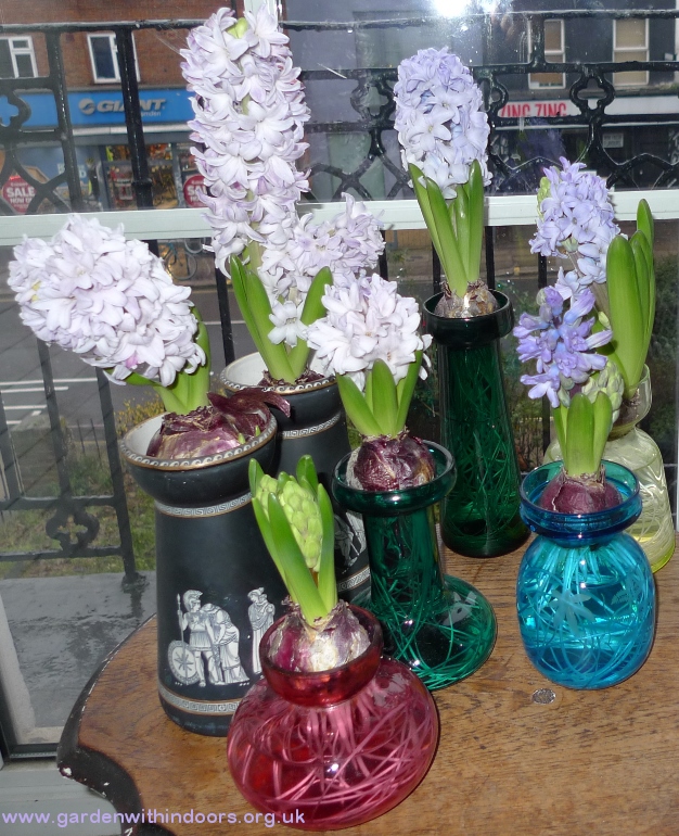 forced hyacinths in hyacinth vases