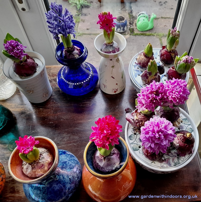 forced hyacinths hyacinth vase bowls