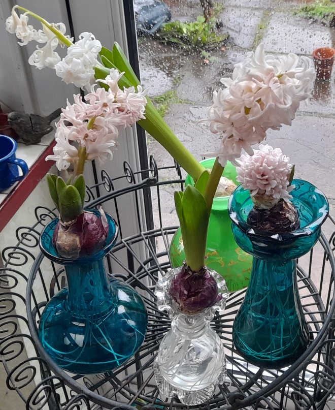 forced hyacinths in hyacinth vases