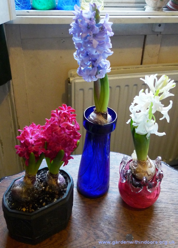 forced hyacinths in bloom