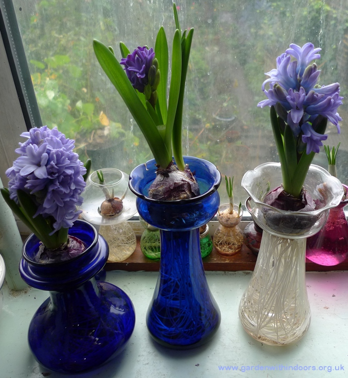 forced hyacinths in hyacinth vases