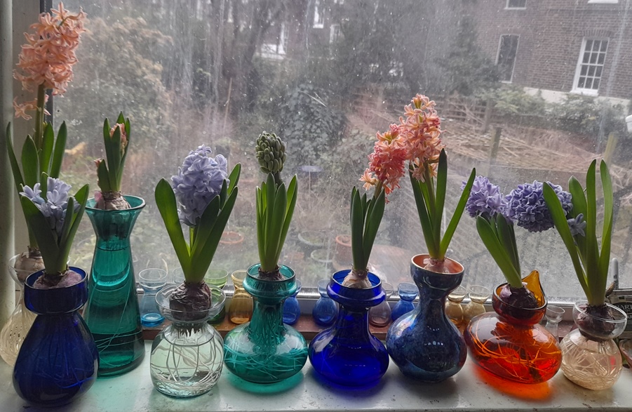 forced hyacinths in hyacinth vases