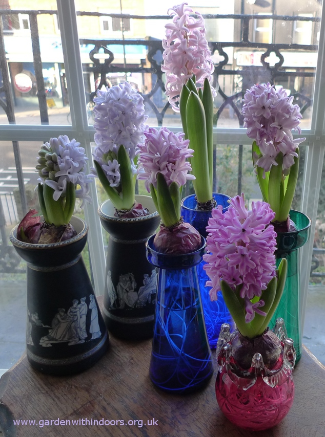 forced hyacinths in hyacinth vases