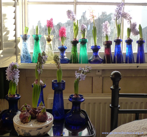 hyacinths in hyacinth vases