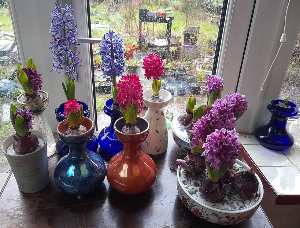 forced hyacinths hyacinth vases bulb bowls