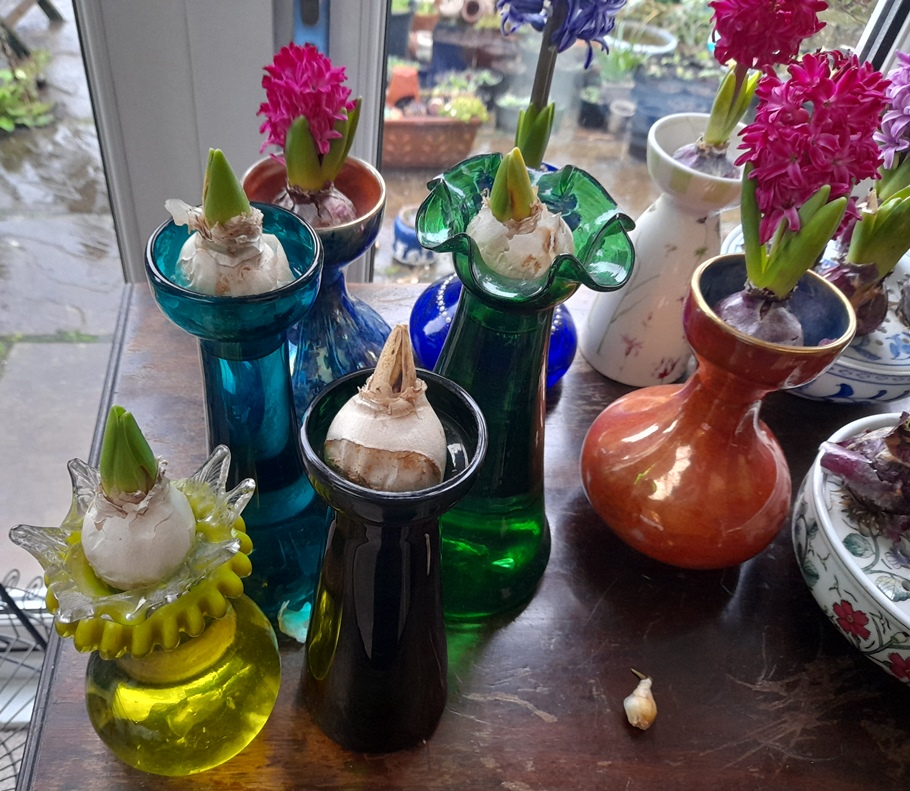 forced hyacinths vases