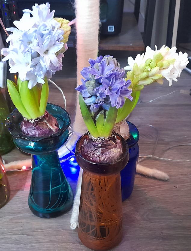 boxing day hyacinths