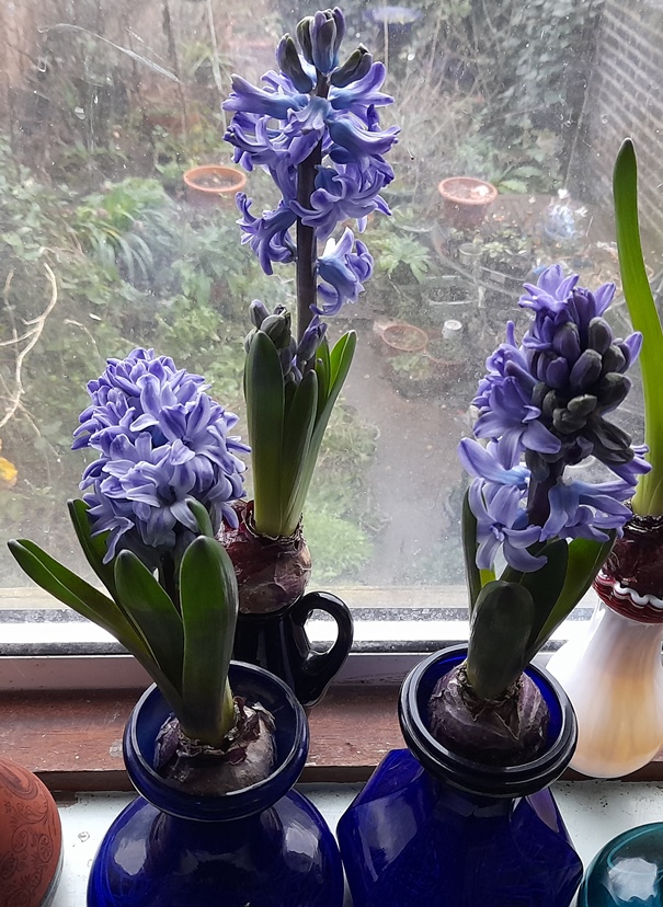 forced hyacinths in hyacinth vases