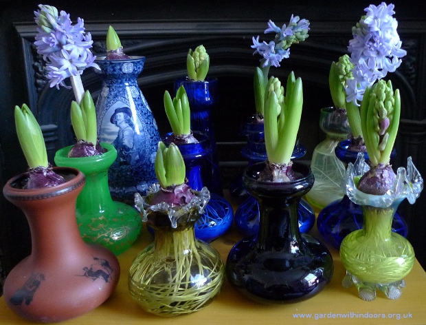 hyacinths in hyacinth vases