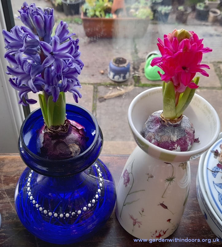 forced hyacinths vases