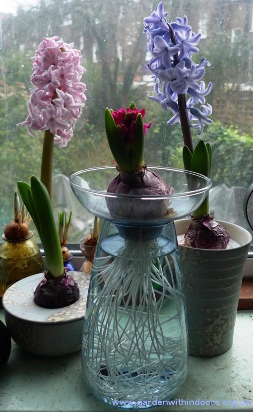 forced hyacinths in vases