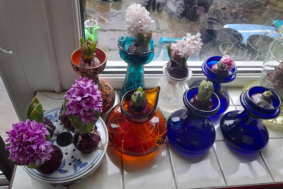forced hyacinths vase