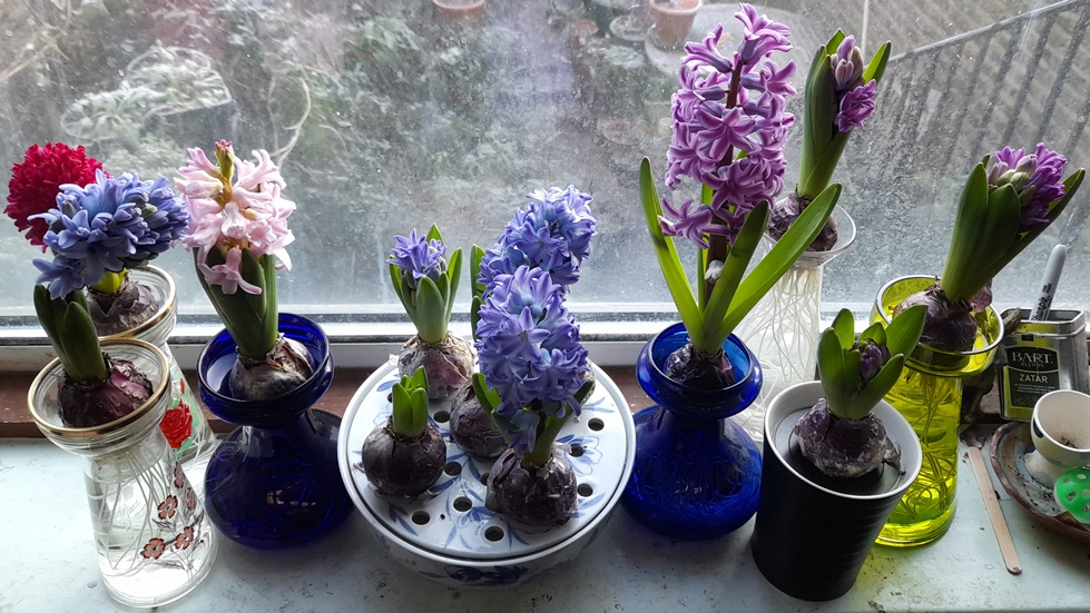 forced hyacinths in bloom in hyacinth vases and bowl