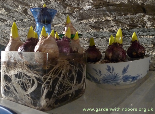 hyacinths in the dark