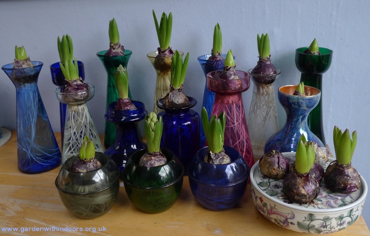 hyacinths in hyacinth vases