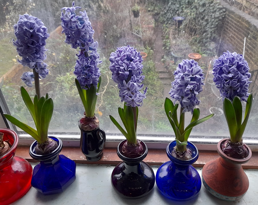 forced hyacinths in hyacinth vases