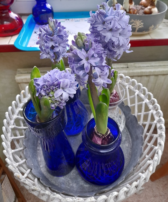 hyacinth vases