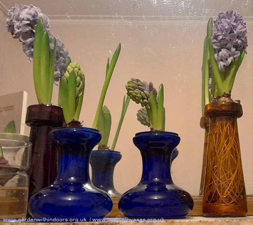 forced hyacinths in hyacinth vases