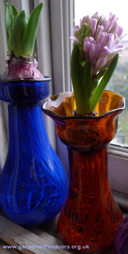 forced hyacinths in bloom