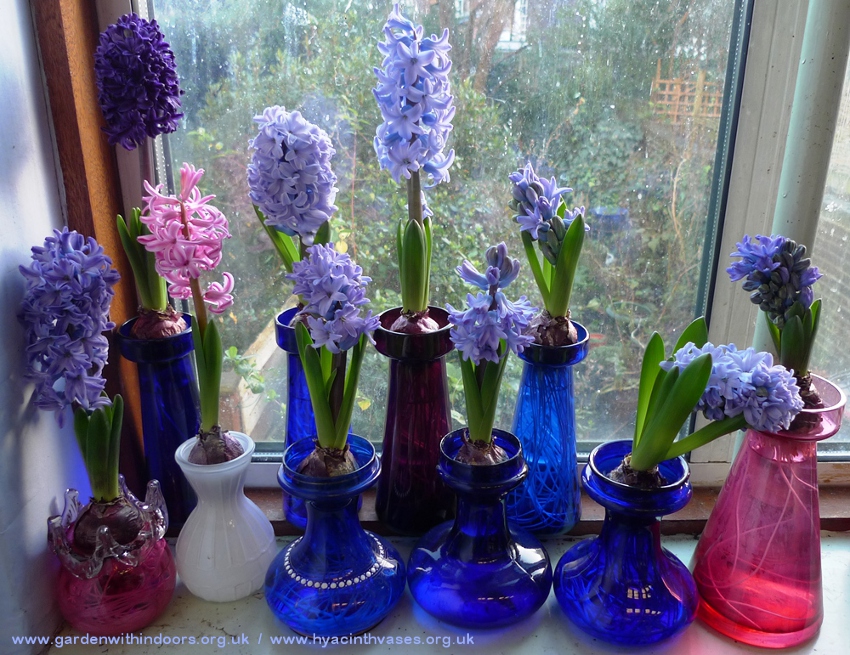 forced hyacinths in bloom in hyacinth vases