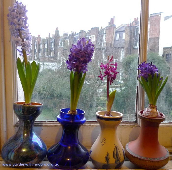 forced hyacinths in hyacinth vases