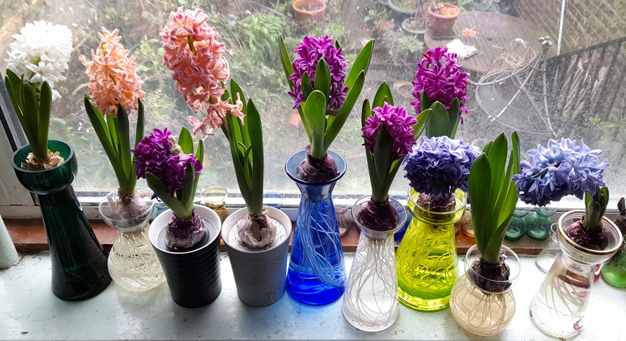 forced hyacinths in hyacinth vases
