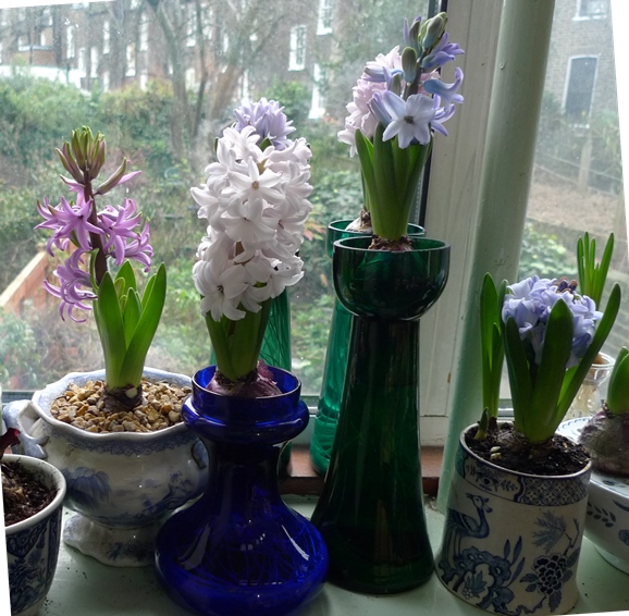 forced hyacinths Christmas day