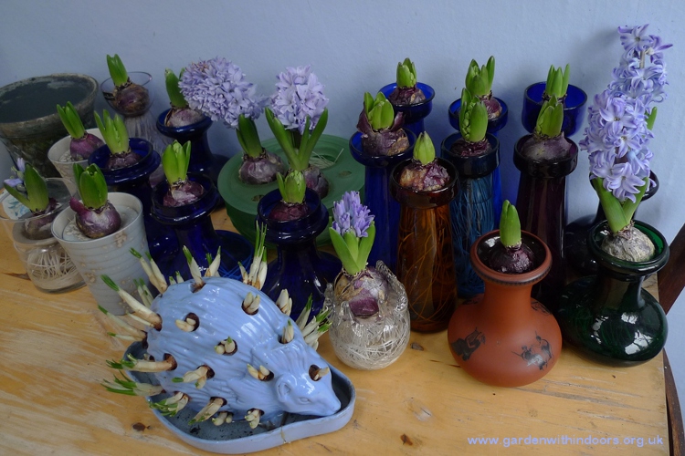 forced hyacinths in vases
