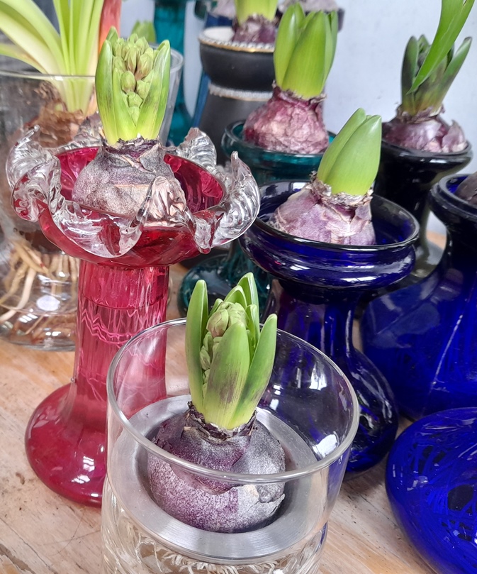 hyacinths