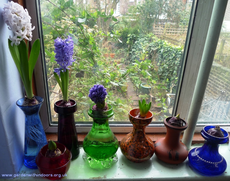 forced hyacinths in hyacinth vases