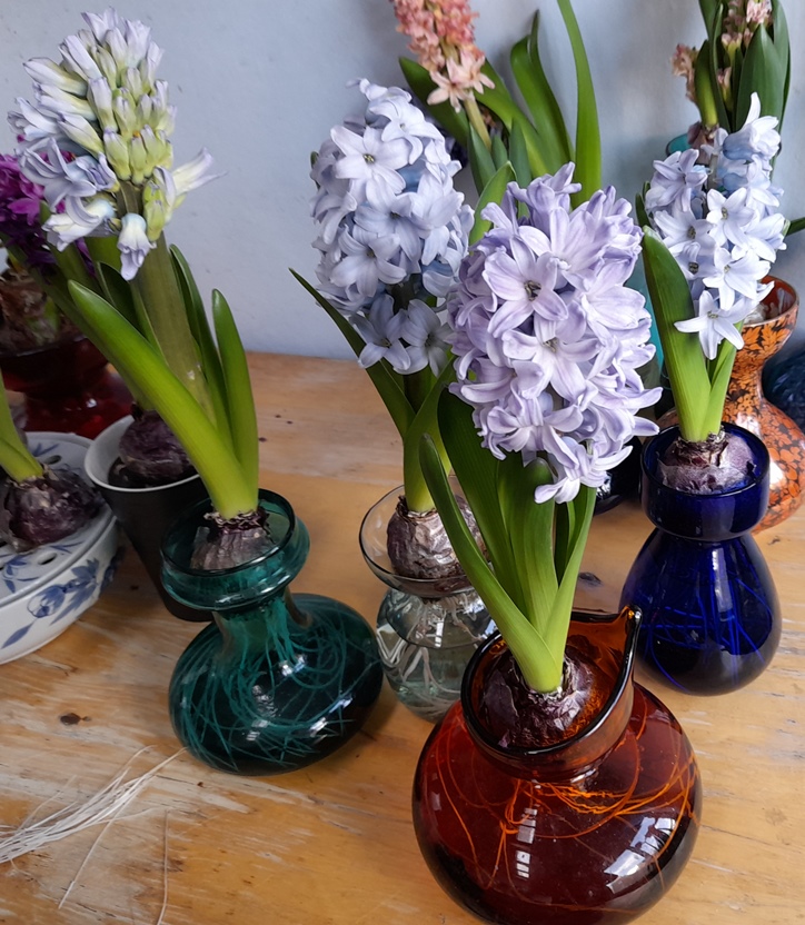 forced hyacinths in hyacinth vases