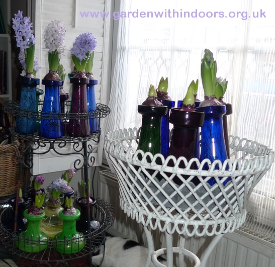 forced hyacinths in hyacinth vases