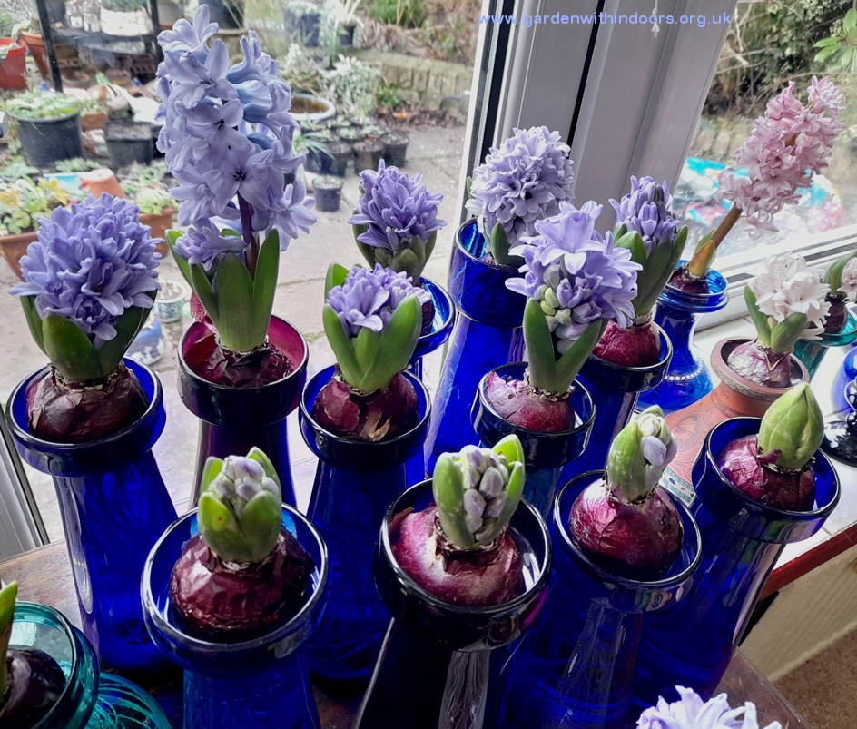 forced delft blue hyacinths in hyacinth vases